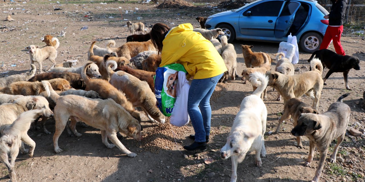 Kısıtlamada, sokak hayvanlarını nöbetleşe beslediler