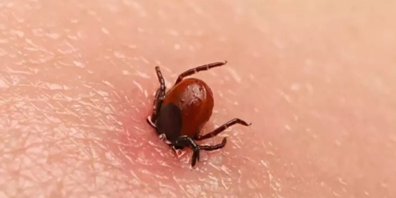 Sivas'ta keneden 7. ölüm