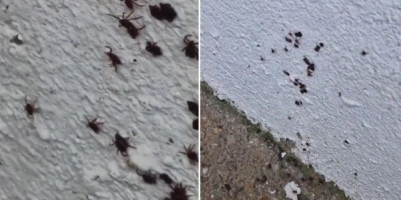 İstanbul'da bir evin duvarında onlarca kene görüntülendi!