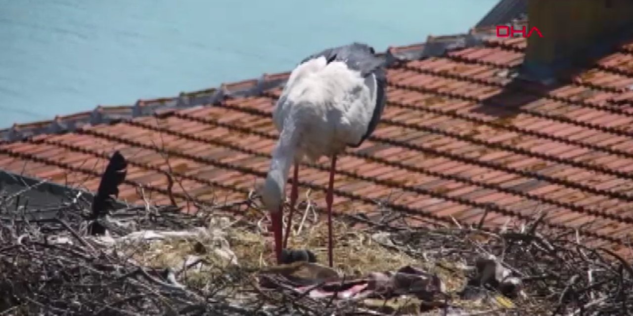 Yaren leyleğin yavruları halkalandı: Göç yolları uydudan izlenecek