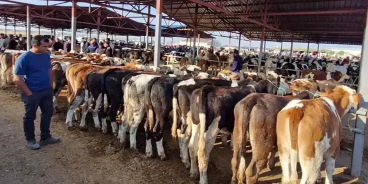 Hayvan pazarlarında 'şap' paniği: Hepsi kapatıldı