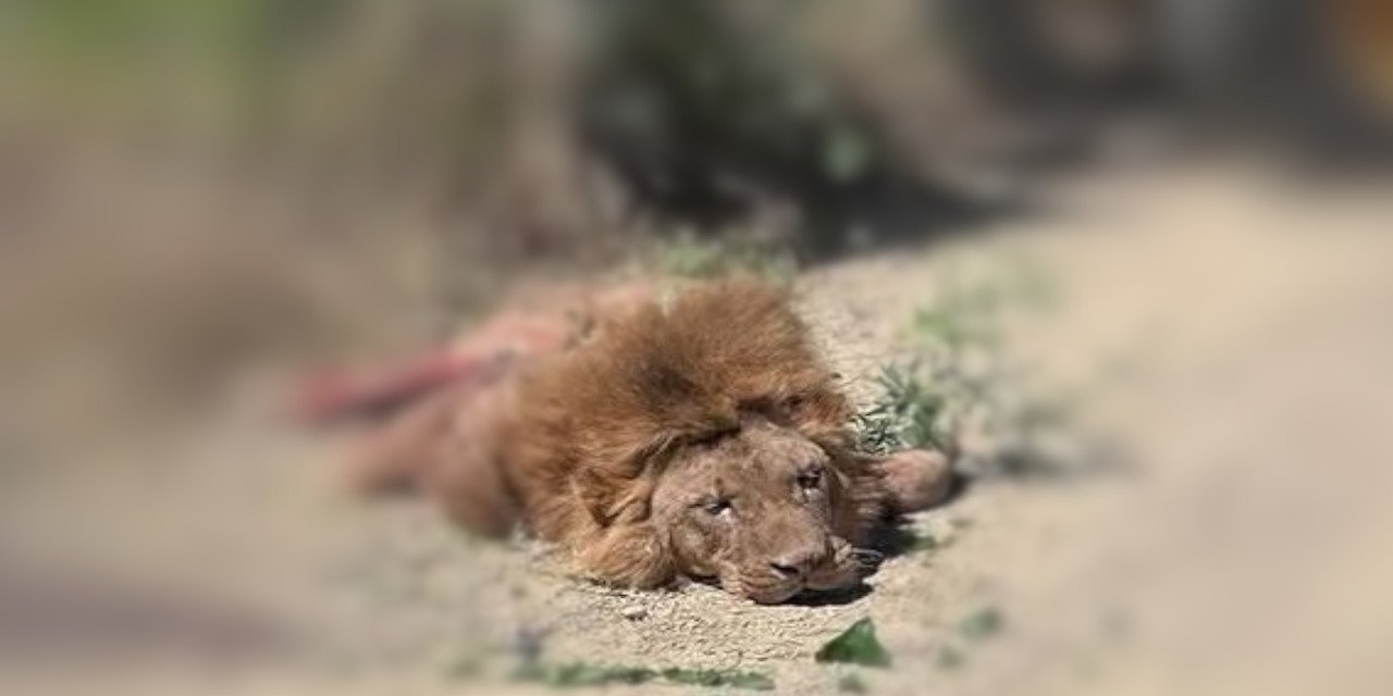 Antalya'da aslan vakası: Hiçbir şekilde kaçmaması gerekiyordu