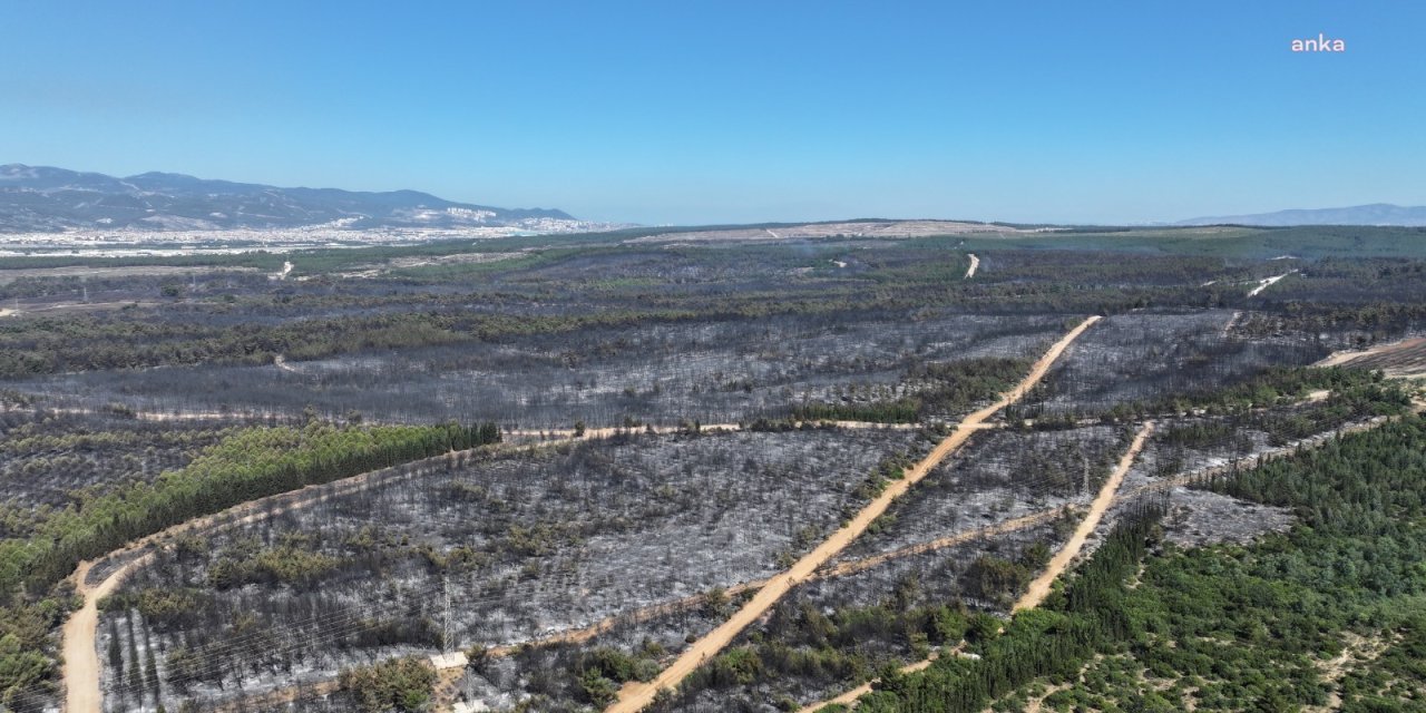 İzmir'de yanan alanlar, kentin en büyük ilçesinin iki katı