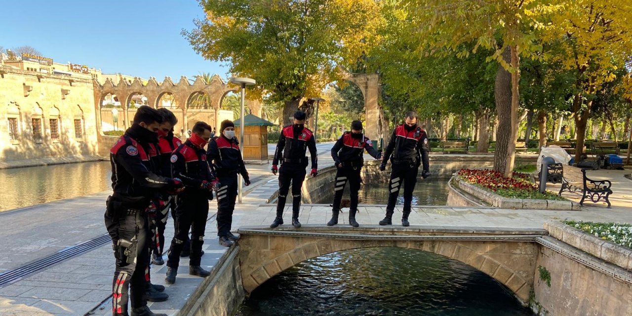 Şanlıurfa’da yunus timi, balıklara yem