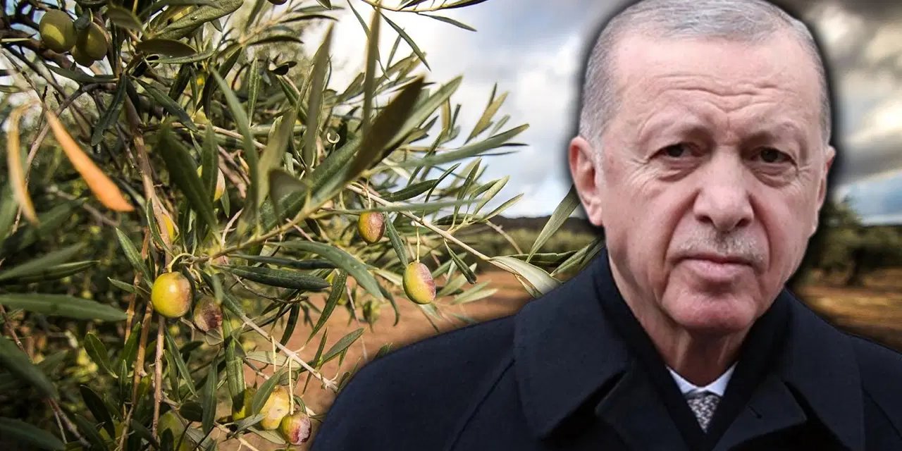 Ankara Barosu'ndan, Erdoğan'a çağrı: 'Zeytinlik yasasını TBMM'ye iade edin!'