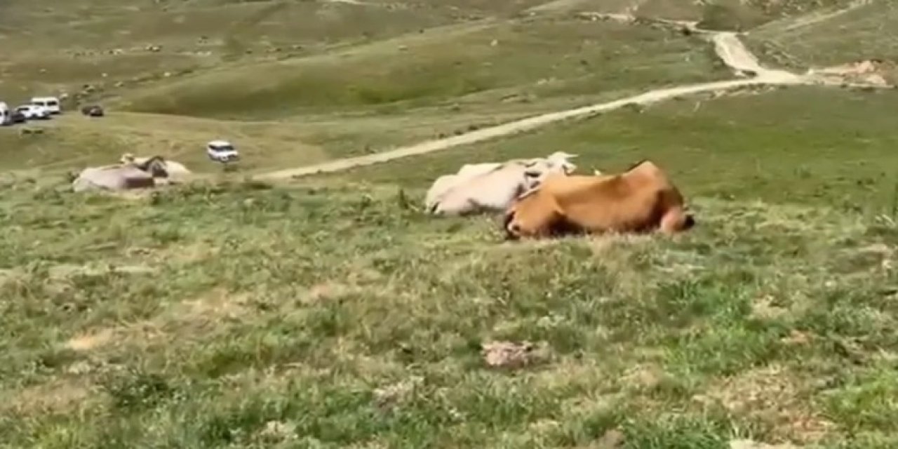 Doğu’da Şap Alarmı: Yaylalarda Binlerce Hayvan Tehlikede
