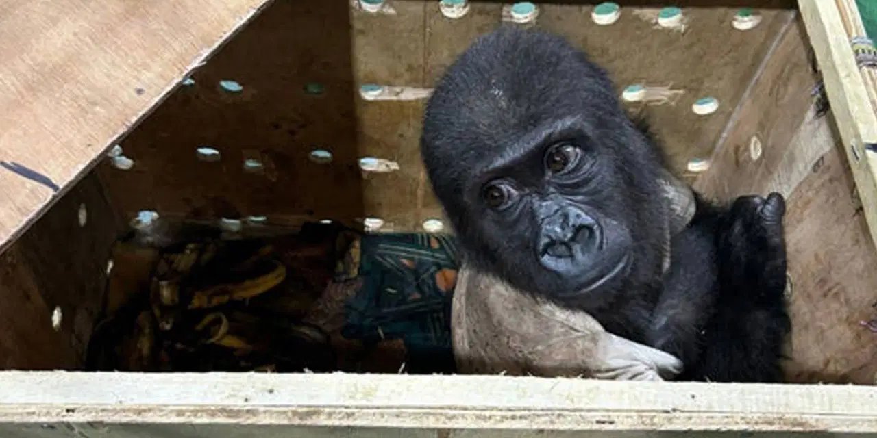 Kaçakçılardan kurtarılan yavru gorilin iade süreci başladı