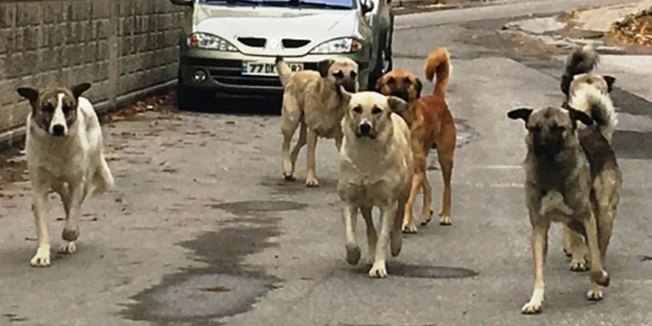 İstanbul Valiliğinden sokak hayvanları talimatı: İvedilikle toplayın