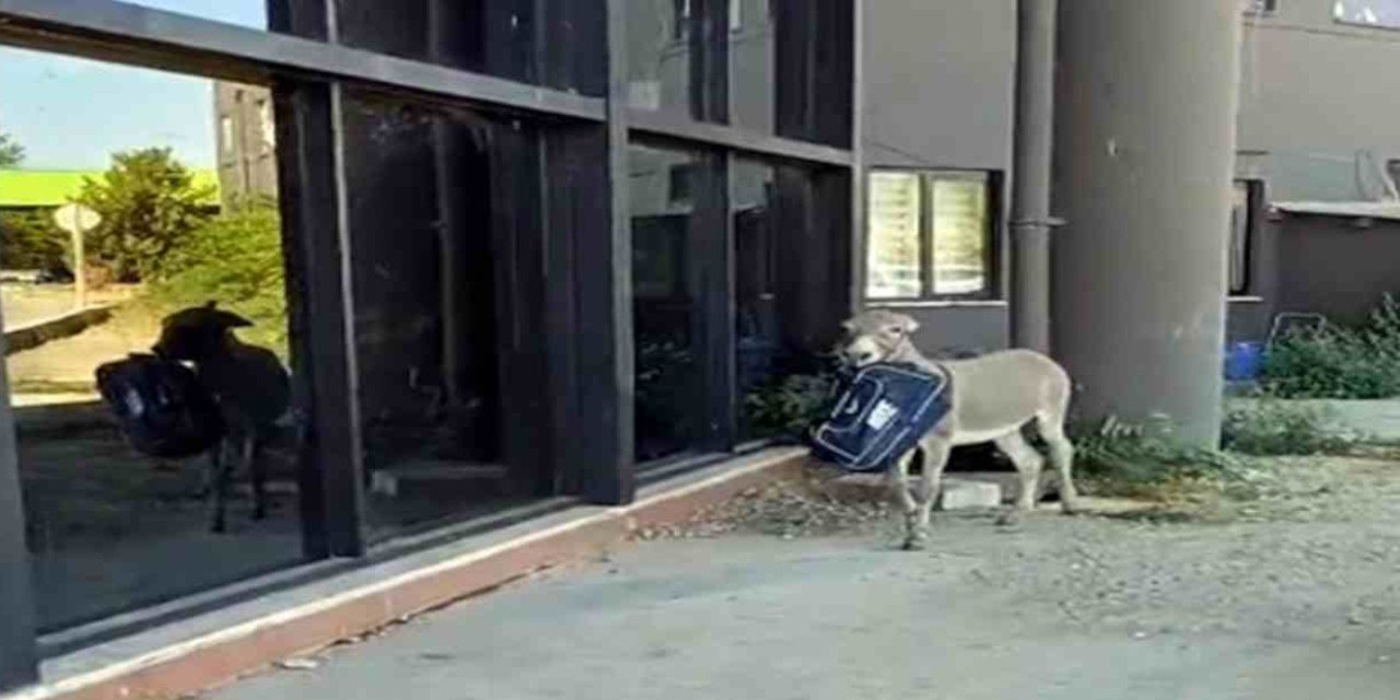 Edirne Otogarı'nda bir kayıp eşek: 'Yerinde durmuyor'