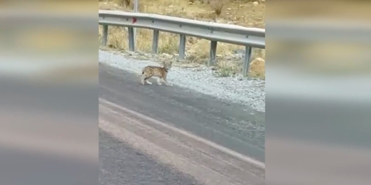 Van'da nesli tehlike altındaki vaşak kameralara yansıdı