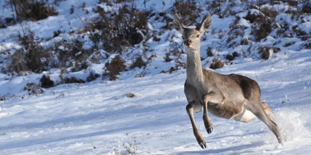 Kızıl geyik ihalesine mahkemeden ret