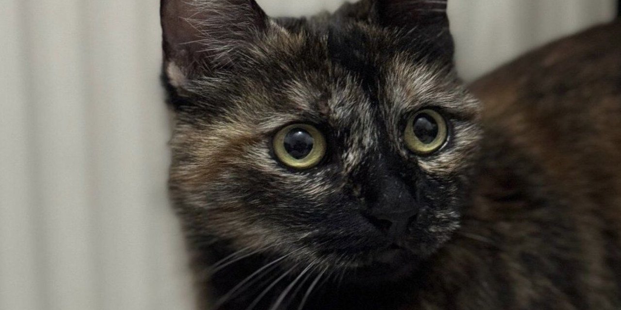 Cezve davasında karar verildi: 3 yıl 8 ay hapis