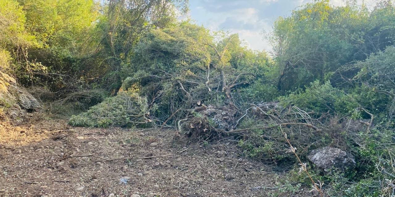 Serik’te orman tahribatı: Eski belediye başkanı ağaçları kökünden söktürdü