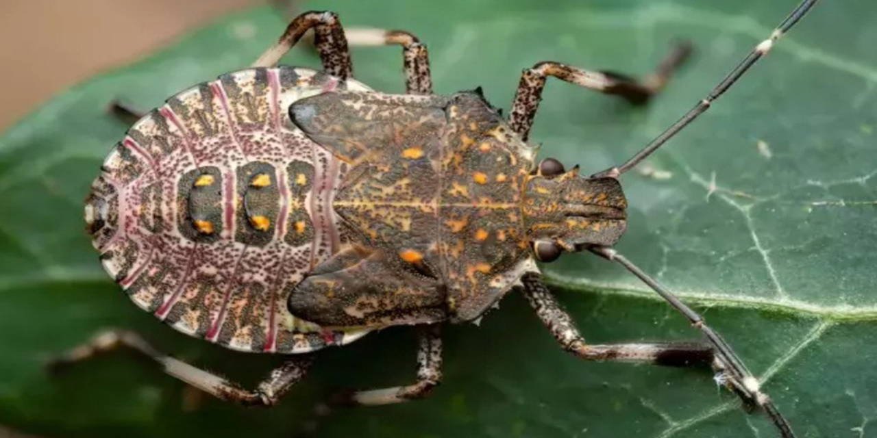 Endişelendiren 'kahverengi kokarca' uyarısı: 'Evimizi, iş yerimizi, marketimizi istila edecek!'