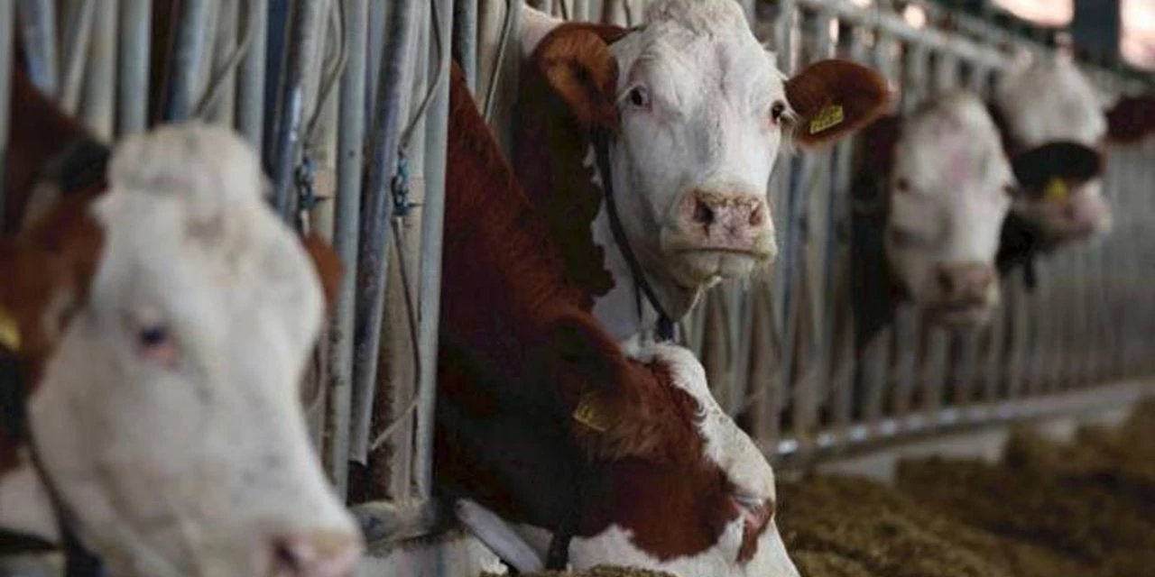 Ankara'dan sonra Bolu'da da "deli dana" alarmı