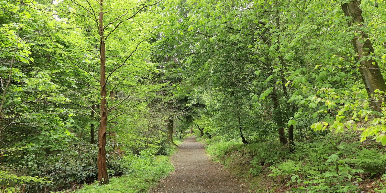 Muhafaza ormanları tehlikede: Madencilik için statüsü değiştirilecek
