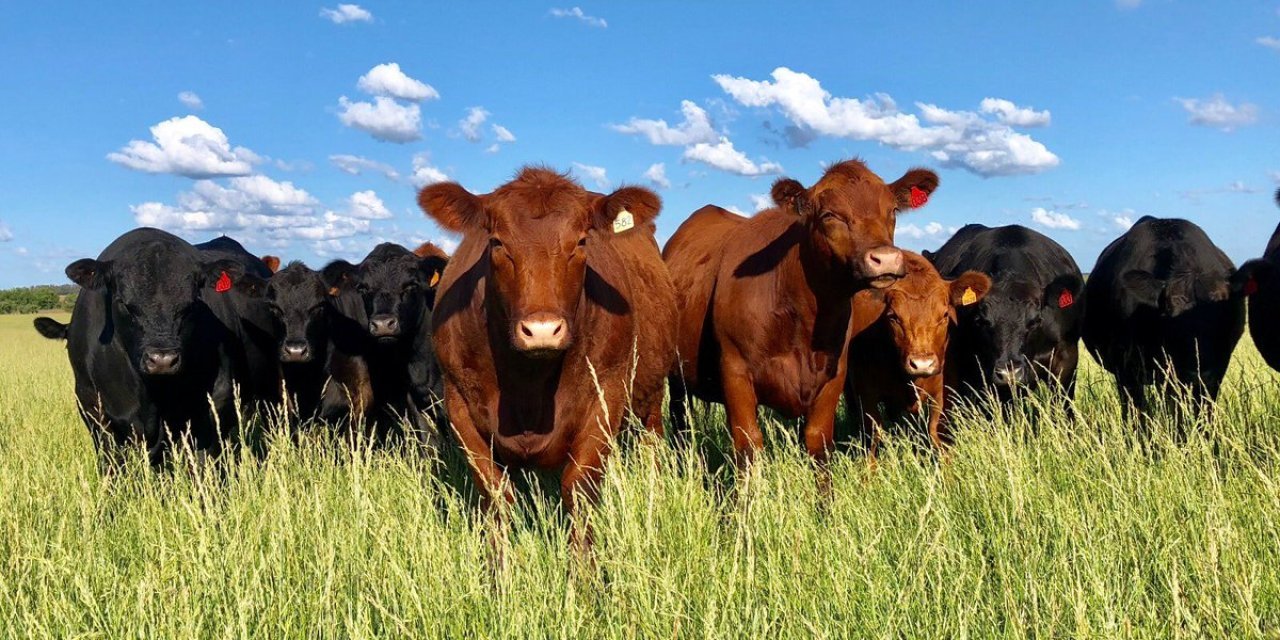 Bandırma’da ithal hayvan krizi: 3 bin gebe düve günlerdir gemide bekliyor