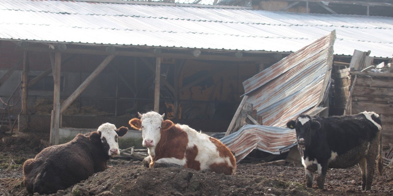 Mudurnu'da 18 köy ve 4 mahalle şap hastalığı karantinaya alındı