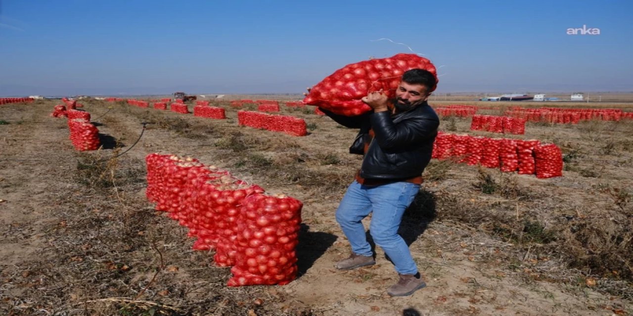 'Yolun sonundayız': Yüzlerce ton ürün tarlada kaldı