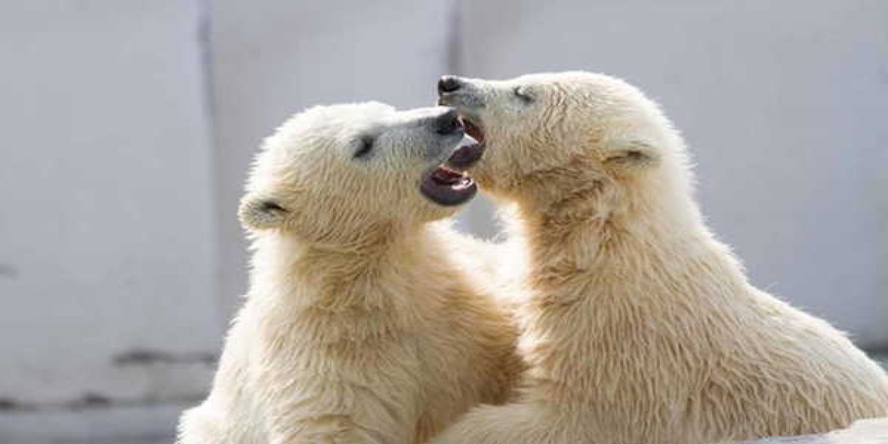 Bilim dünyasını sarsan araştırma... Kutup ayıları da öpüşüyor!