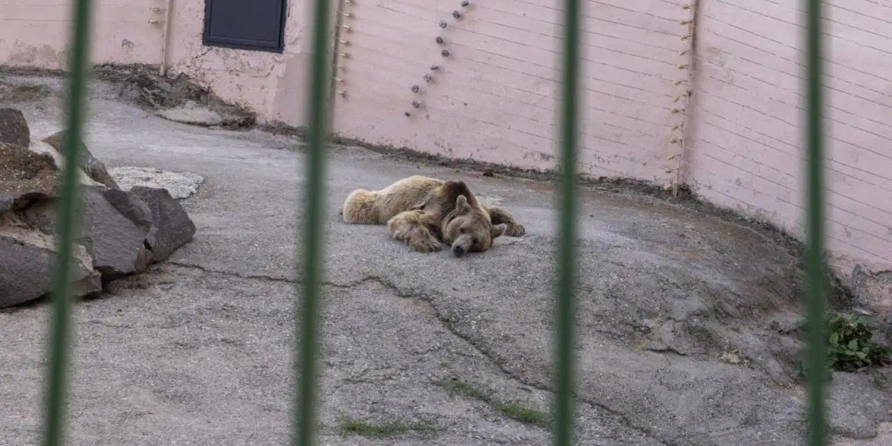 Gaziantep Hayvanat Bahçesi için suç duyurusu