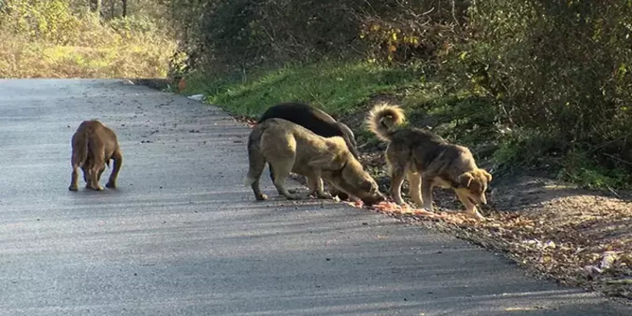 İstanbul'da sokak köpeklerini beslemek yasaklandı