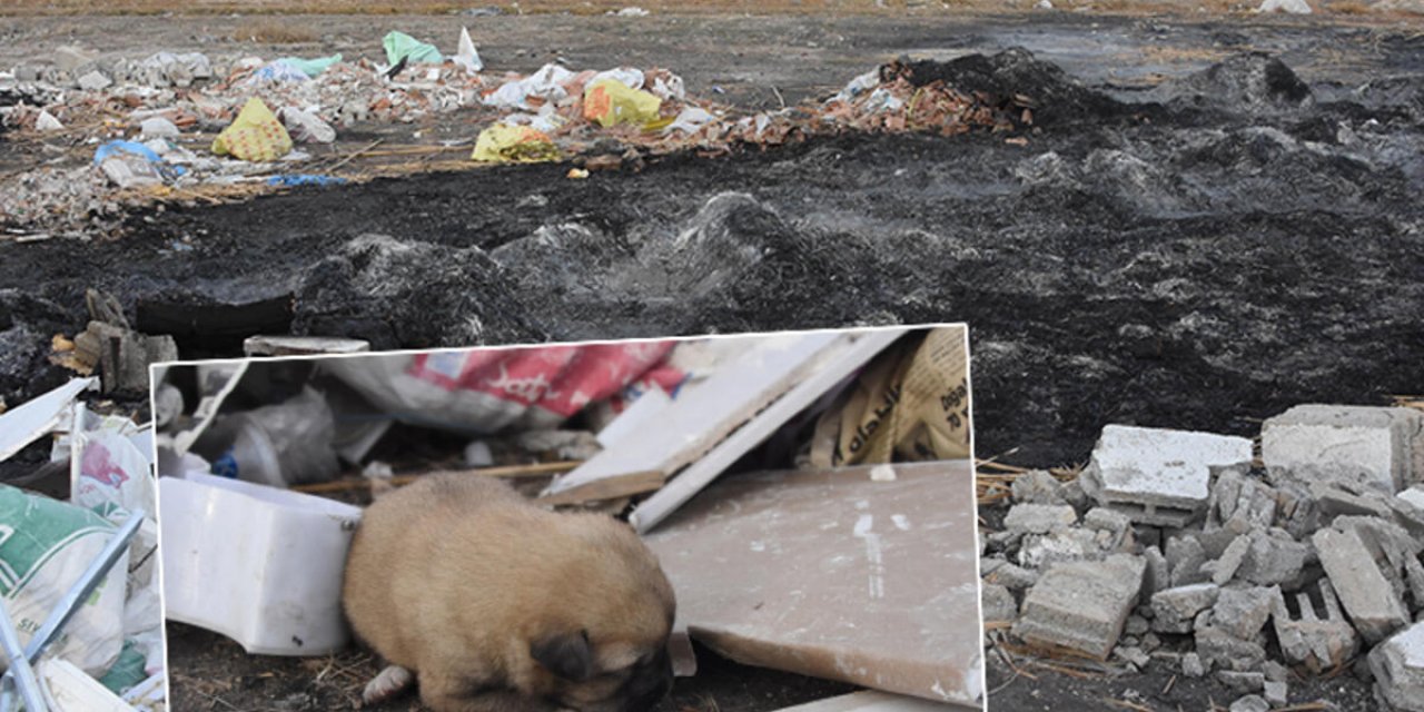 Bu nasıl vicdan? Bu nasıl merhamet? Konya'da köpeklerin barındığı kulübe ateşe verildi, 9 yavru köpek öldü!