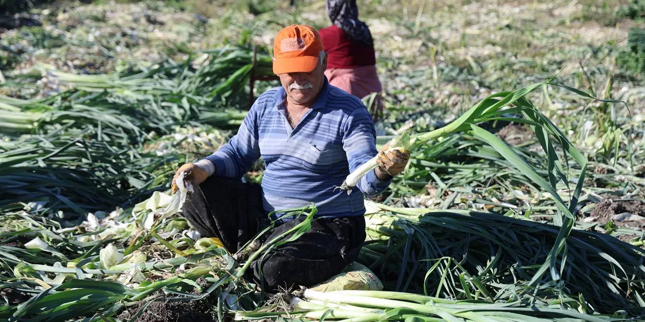 Kozan'da yetiştiriliyor: Hasadı zor, kokusu bir hafta çıkmıyor!