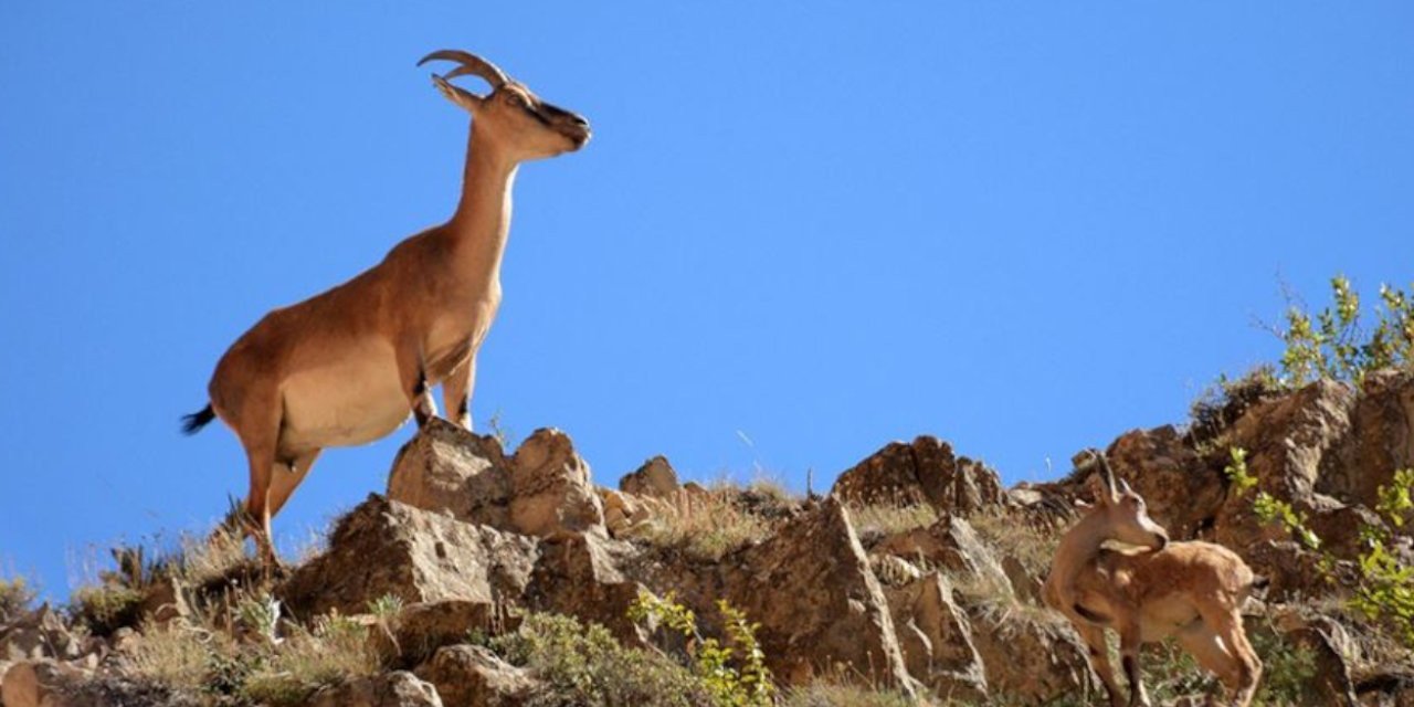 Erzincan'da yaban keçisi avına 975 bin TL para cezası verildi