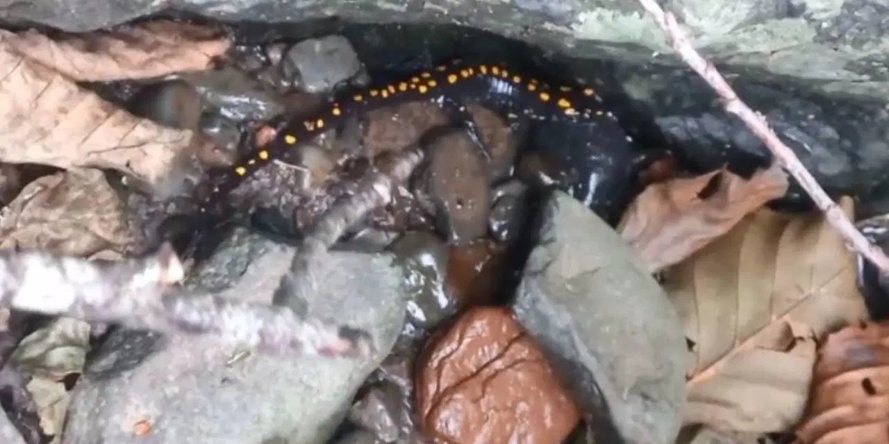 Nesli koruma altında... Artvin Şavşat’ta görüntülendi