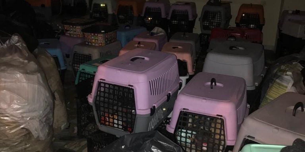 Şişli'de kötü koşullarda bulunan 9'u yavru 57 kedi kurtarıldı
