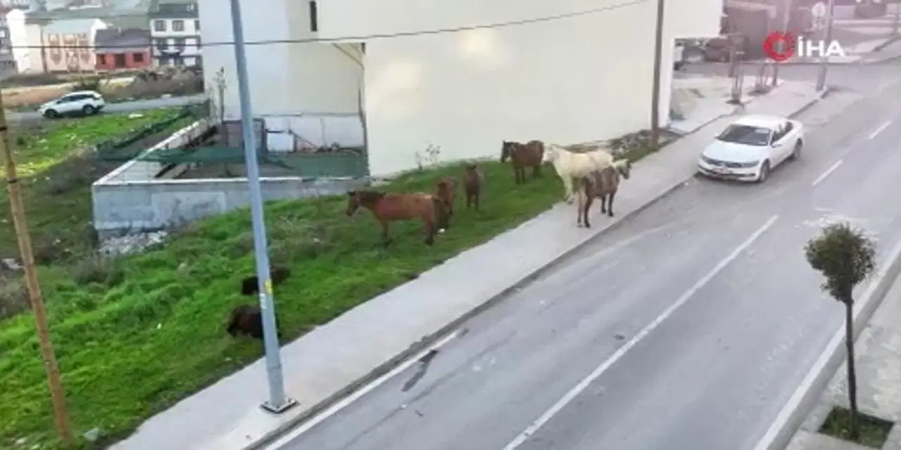 Arnavutköy'de atlar sokağa terkedildi: Trafiği tehlikeye atıyor