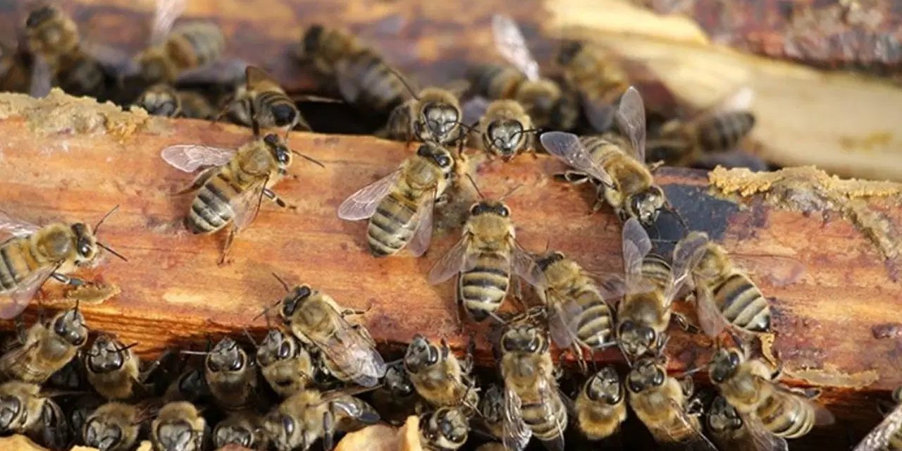 Tarih öncesi dönemlerde yaşamış bazı arı türlerinin kemik kalıntılarına yuva yaptığı belirlendi