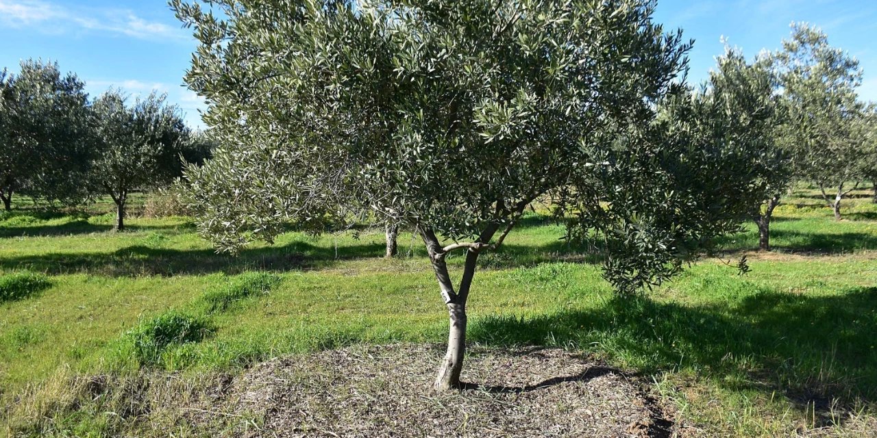 Tarımda kuraklık alarmı: Uzman isim uyardı