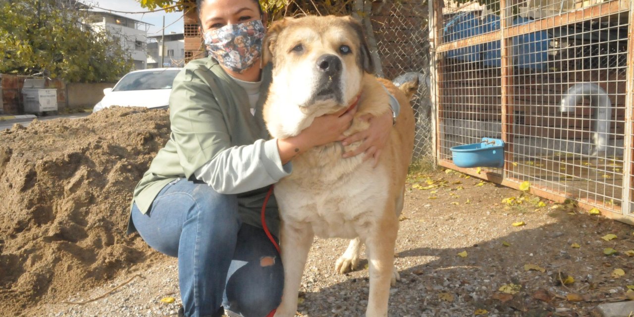 Sokakta bitkin bulduğu 14 kiloluk köpeği, 6 ayda 65 kiloya çıkardı