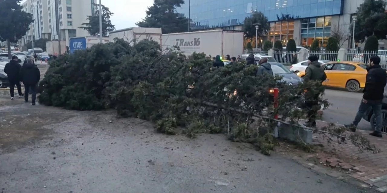 İstanbul'da şiddetli rüzgar nedeniyle ağaç devrildi: 1 kişi altında kaldı
