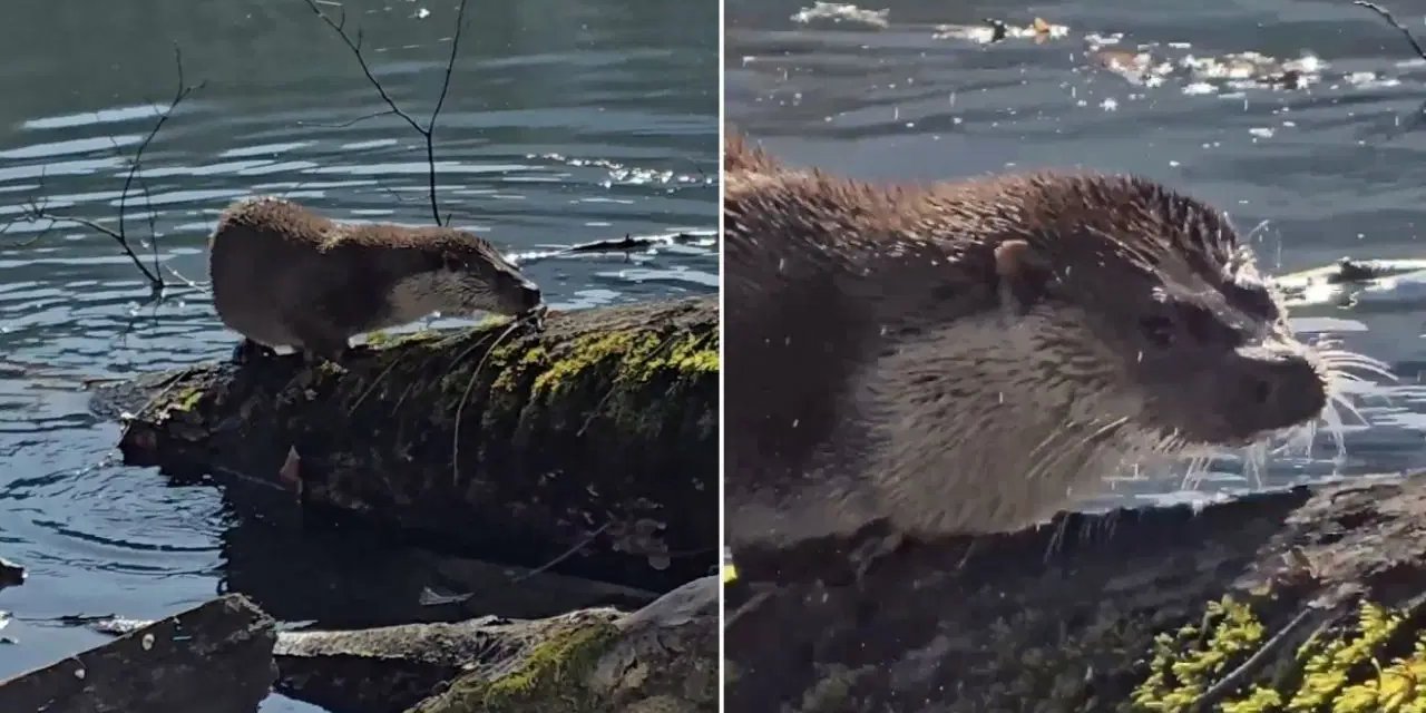 Yedigöller’de nadir anlar: Nesli tehlike altındaki su samuru görüntülendi