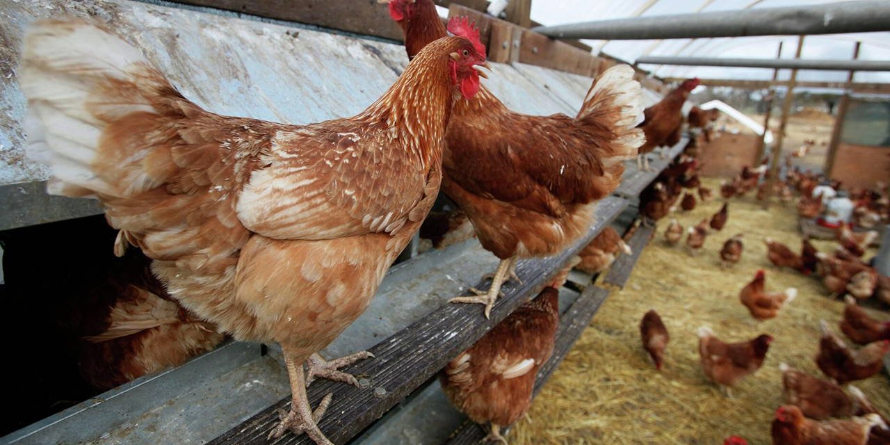 Tavuk eti ihracatını durdurma kararı