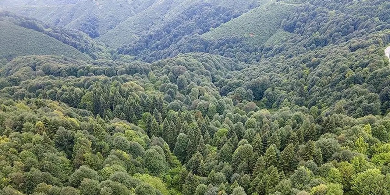 Erdoğan'ın kararı: 21 ilde bazı alanlar orman sınırları dışına çıkarıldı