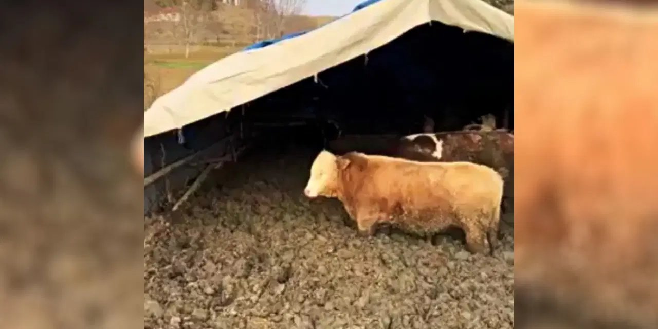 Görüntüler tepki toplamıştı: Çamurda beslenen hayvanlar için Bakanlık harekete geçti