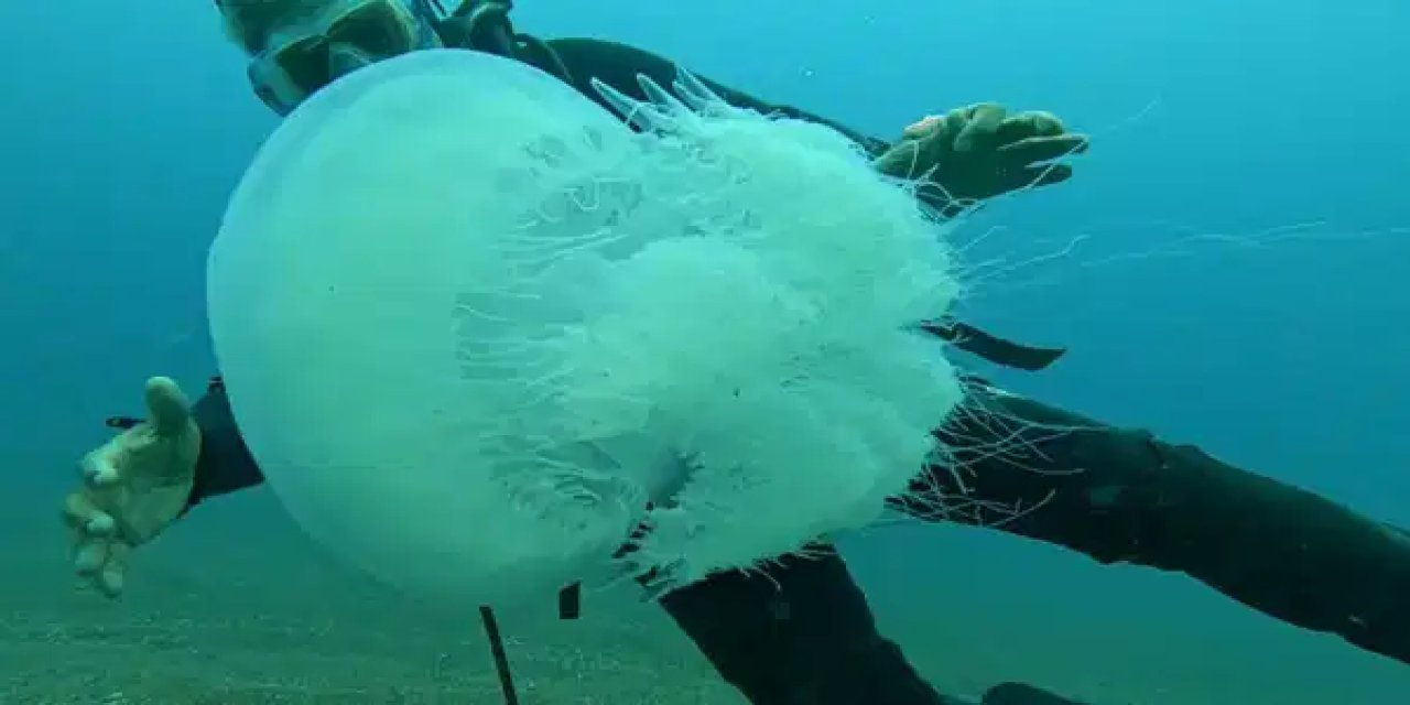 En büyüğü 10 kilo: Antalya'da dev denizanaları görüldü!