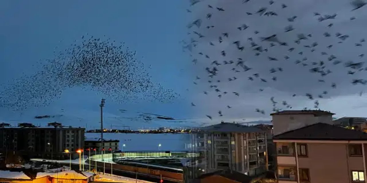 Ardahan’da, binlerce karga gökyüzünü kapladı