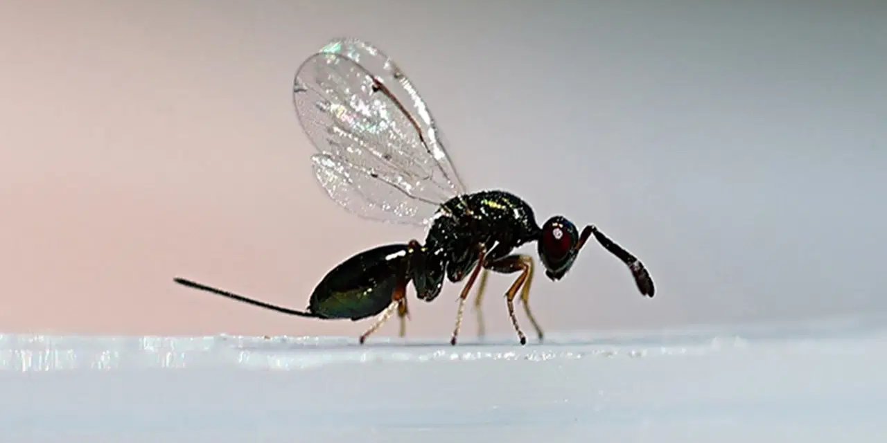 'Biyolojik ordu' hazır: 10 bin avcı böcek doğaya salınacak