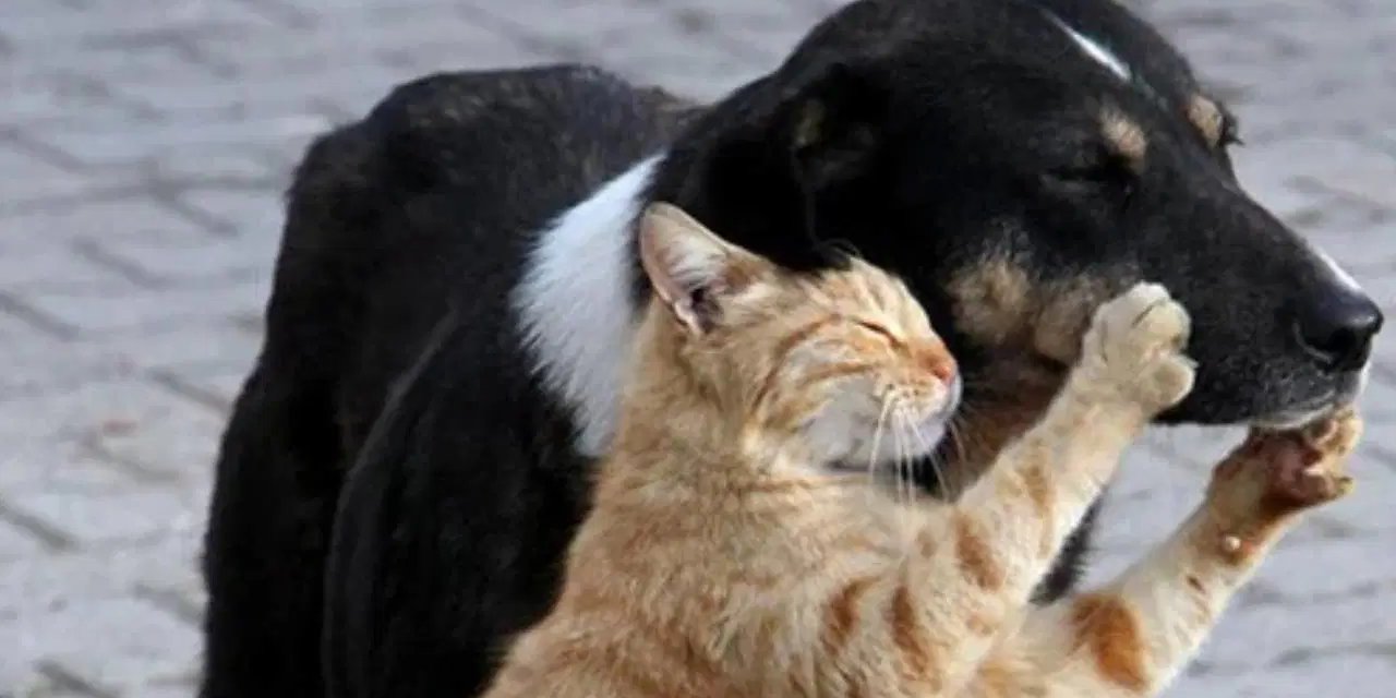 Uzmanlar tedavide eşitsizliğe dikkat çekti: 'Üretmeyin, sahiplenin'