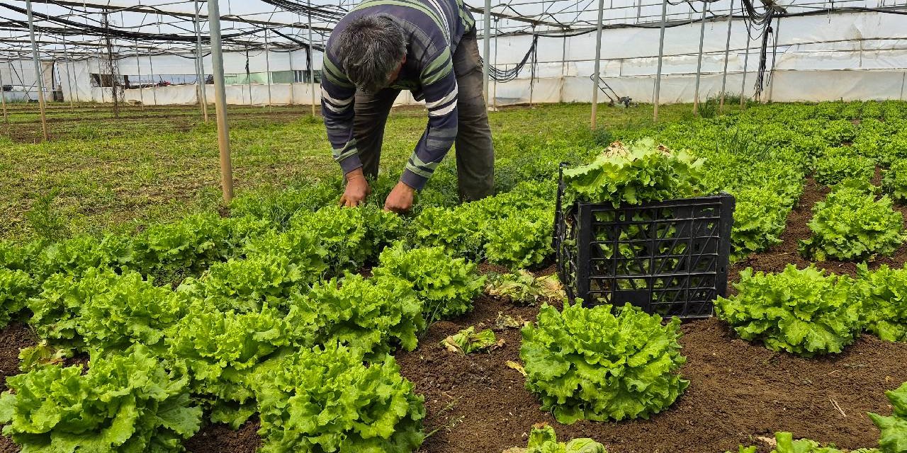 Tarlada 15 TL, tezgahlarda 100 TL'ye satılıyor