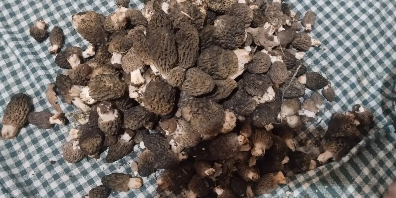 Toros Dağları'nın eteklerinde yetişiyor: Kilosu 1500 TL'ye satılıyor...