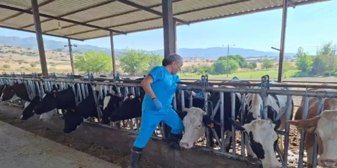 Aydın’da şap hastalığı alarmı: 17 mahalle karantinaya alındı!