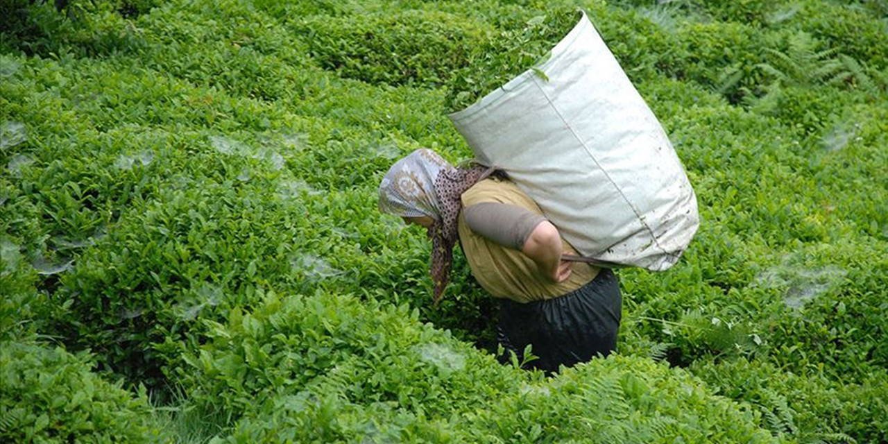 Tarım ve Orman Bakanlığı duyurdu: 2026 yılı yaş çay alım fiyatı açıklandı