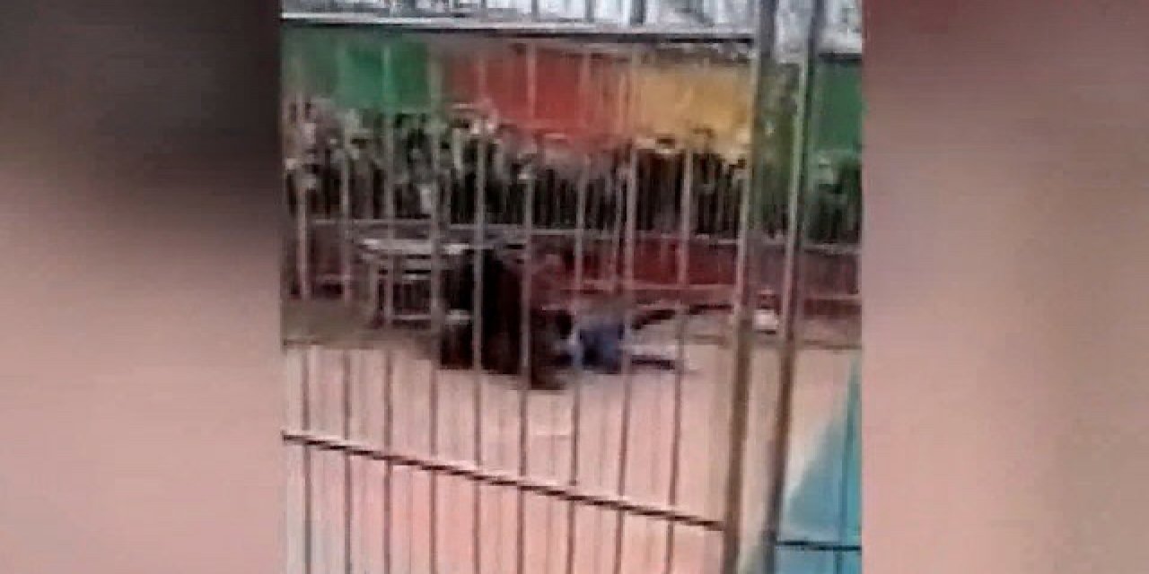 Çin’de sirk kaplanı, eğitmene saldırdı