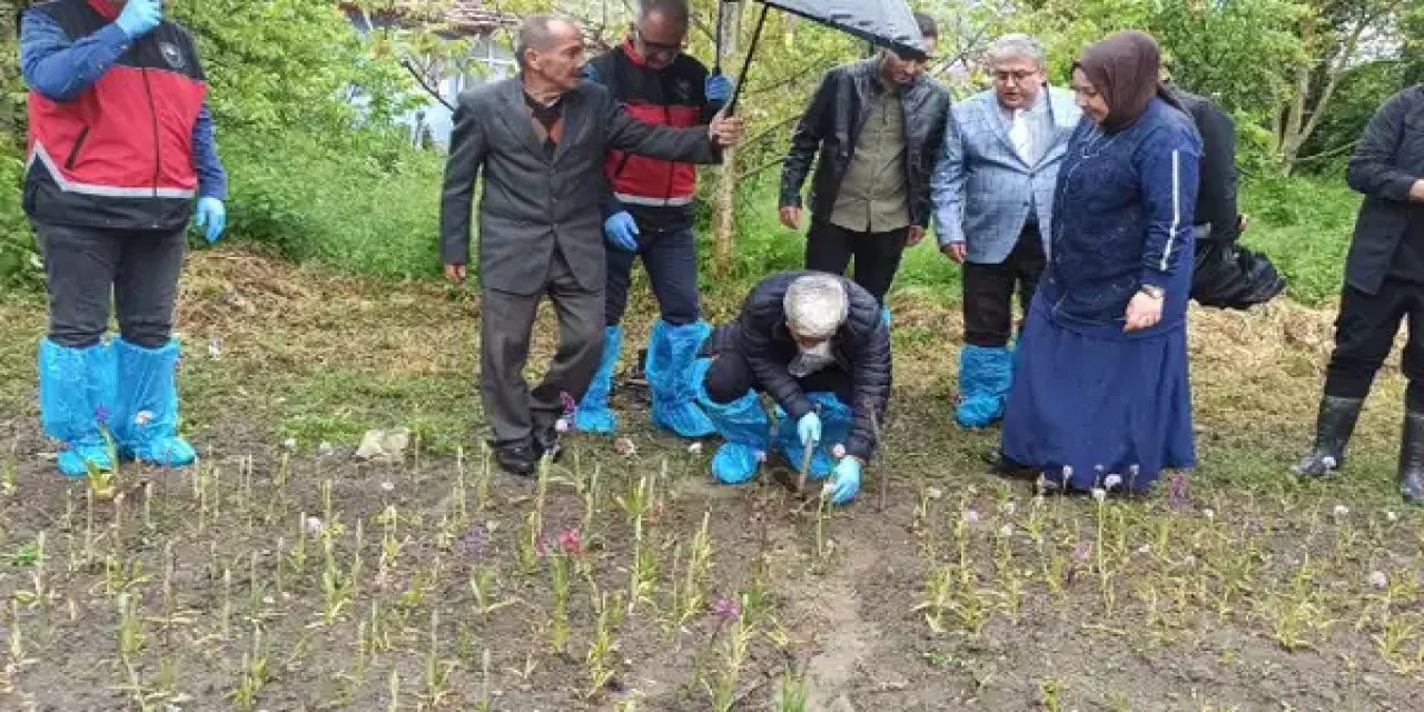 Doğa yürüyüşünde gördü, hayatı değişti! Doğadan toplaması yasak, bahçede yetiştirmesi servet değerinde....